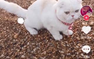 宠物短视频制作教学 抖音 AI 动物视频制作全教程：让大橘猫和金毛成为故事主角