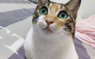 ai充气装置 南 玻A获得实用新型专利授权：“气瓶转运架”